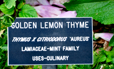 sign: Golden Lemon Thyme
